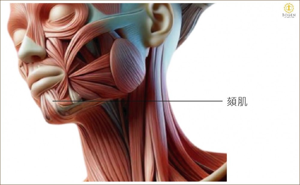 下巴頦肌,下巴肌肉解剖,下巴肉毒桿,博恩妍