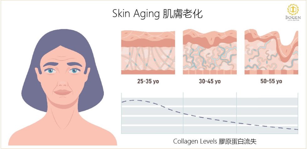 肌膚老化生成法令紋與皺紋,博恩妍